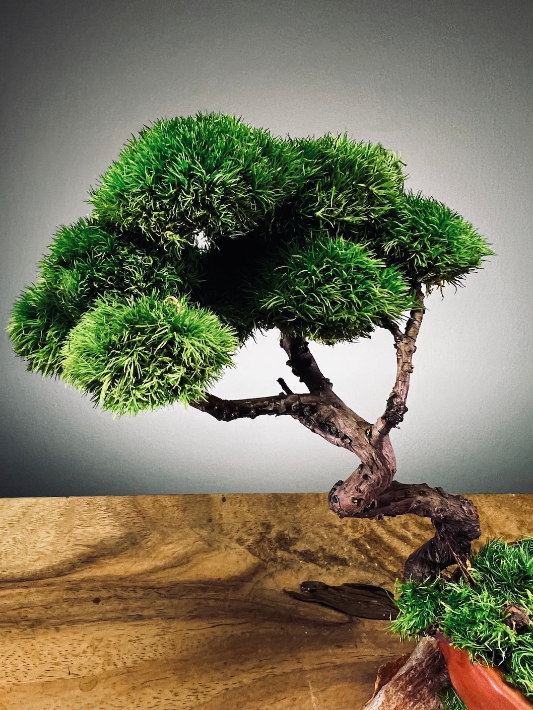 Juniper by the Winding Path - Classics (Preserved Plants)