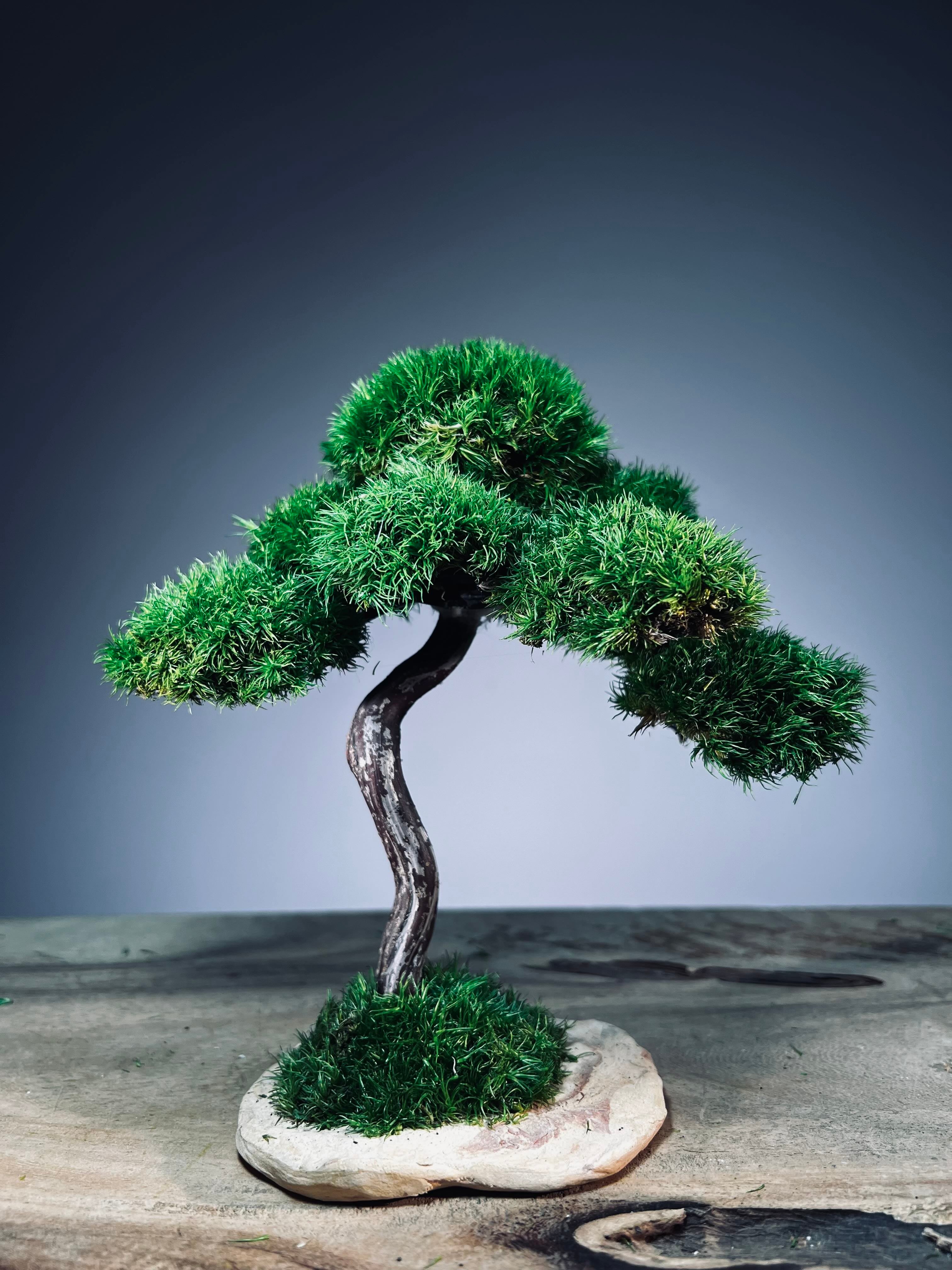 Rosewood - Smaller (Preserved Plants)