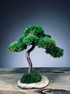 Rosewood - Smaller (Preserved Plants)