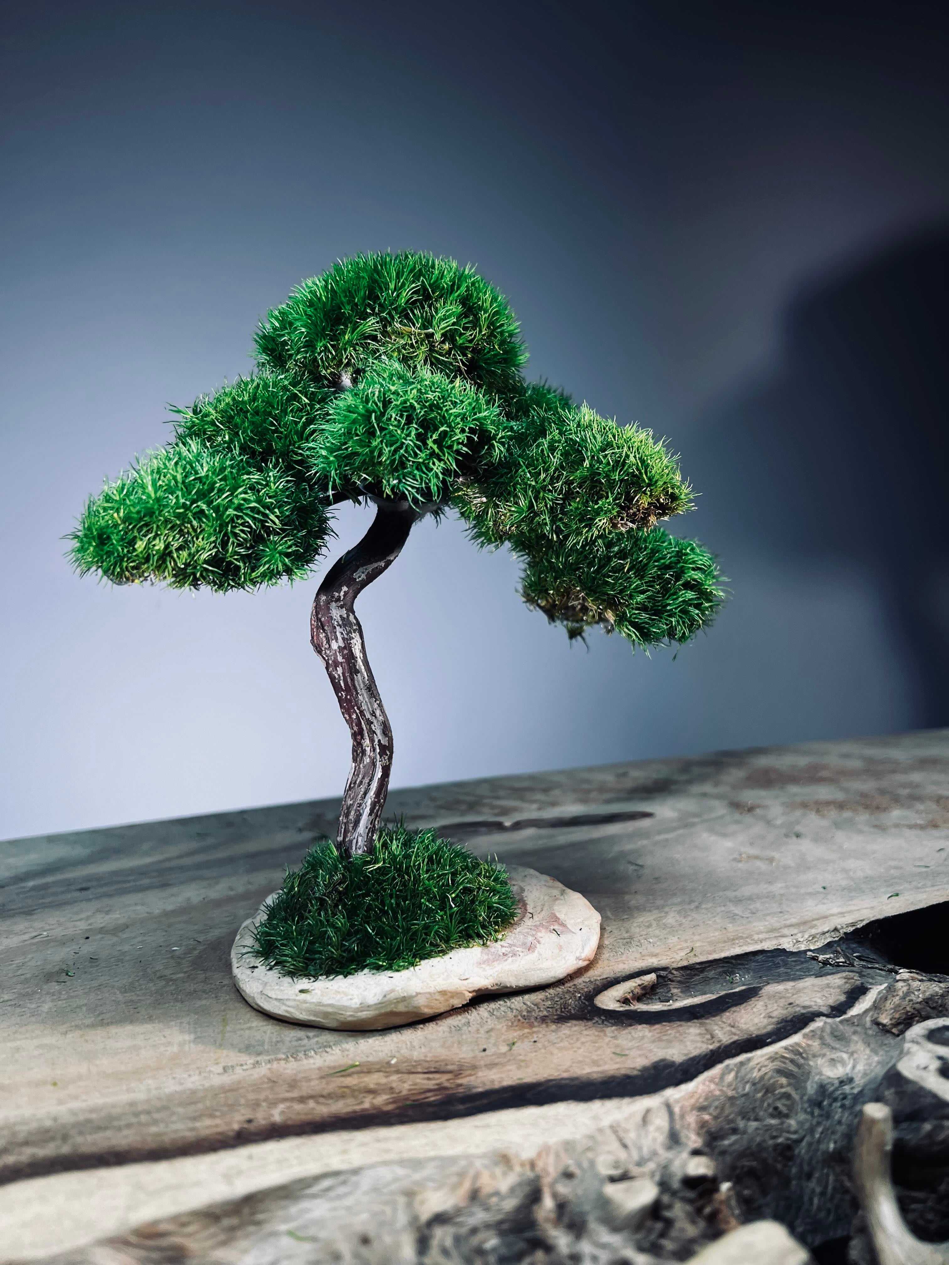 Rosewood - Smaller (Preserved Plants)