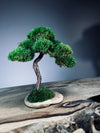 Rosewood - Smaller (Preserved Plants)