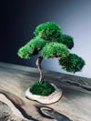 Rosewood - Smaller (Preserved Plants)