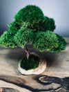 Rosewood - Smaller (Preserved Plants)