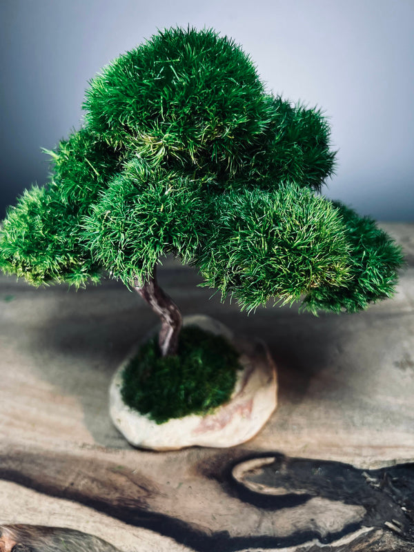 Rosewood - Smaller (Preserved Plants)