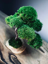 Rosewood - Smaller (Preserved Plants)