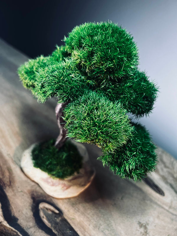 Rosewood - Smaller (Preserved Plants)
