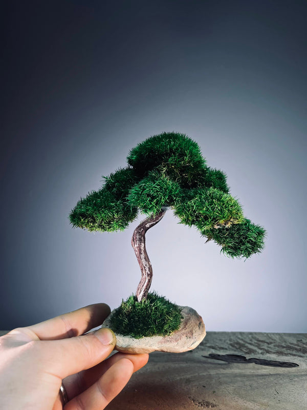 Rosewood - Smaller (Preserved Plants)
