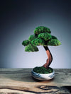 Greenwood - Freshman (Preserved Plants)