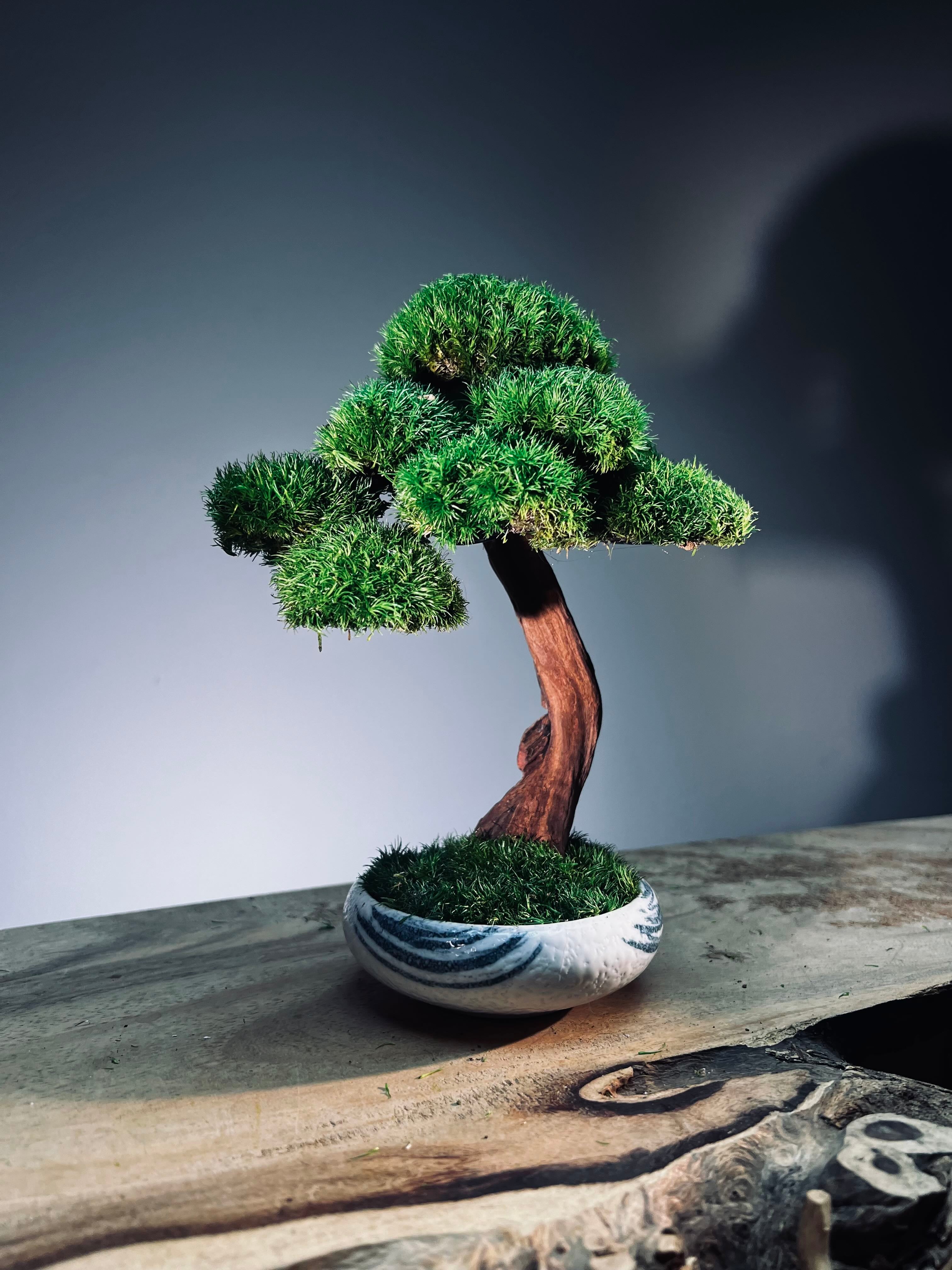 Greenwood - Freshman (Preserved Plants)