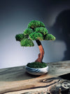 Greenwood - Freshman (Preserved Plants)