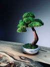 Greenwood - Freshman (Preserved Plants)