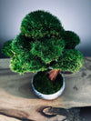 Greenwood - Freshman (Preserved Plants)
