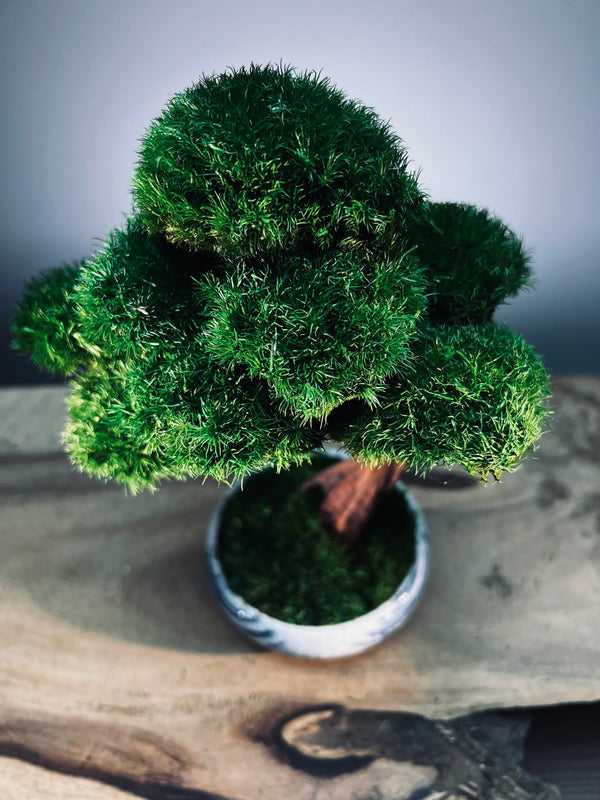 Greenwood - Freshman (Preserved Plants)