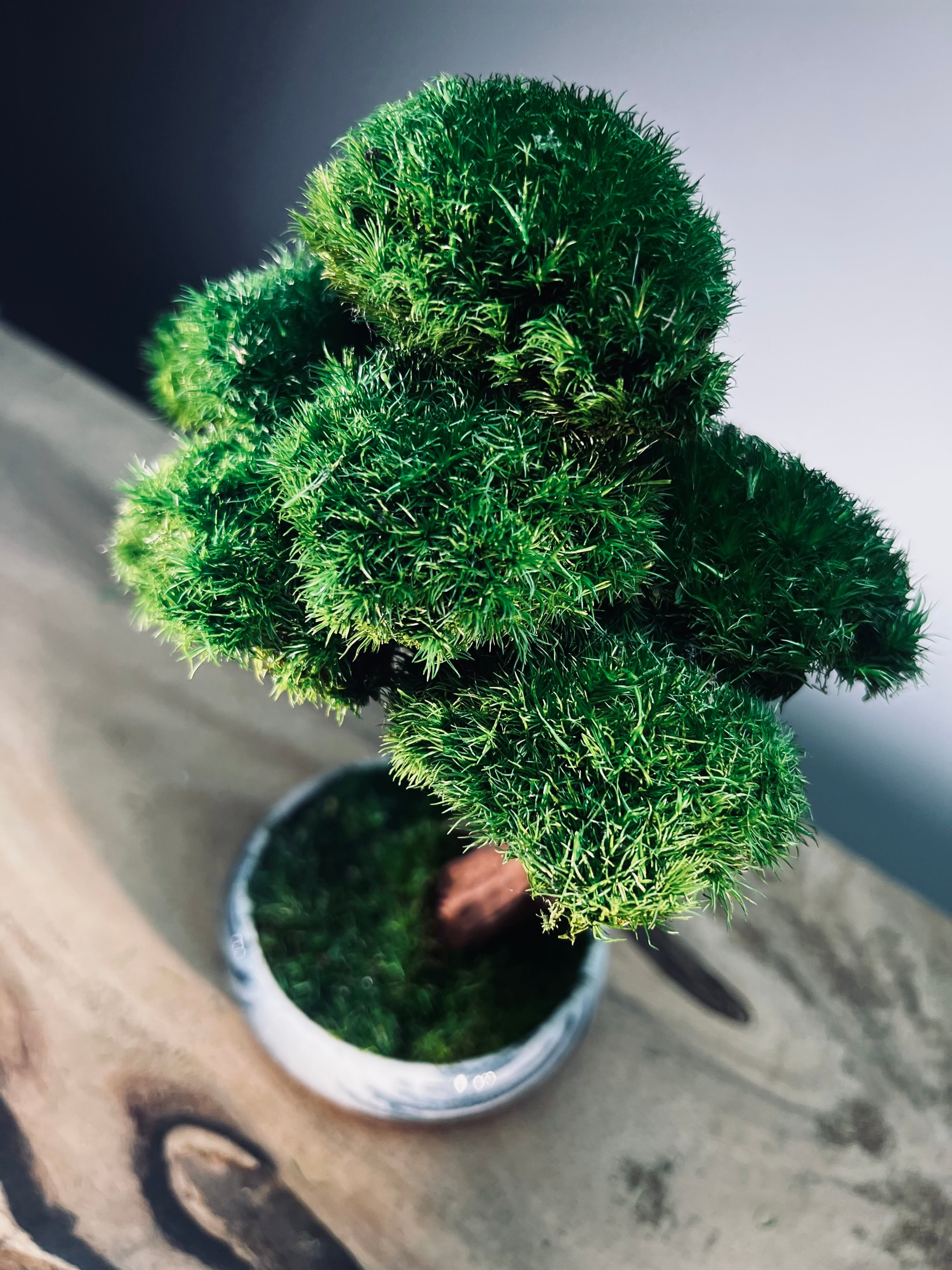 Greenwood - Freshman (Preserved Plants)