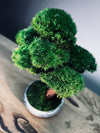 Greenwood - Freshman (Preserved Plants)