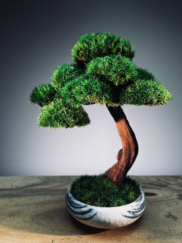 Greenwood - Freshman (Preserved Plants)