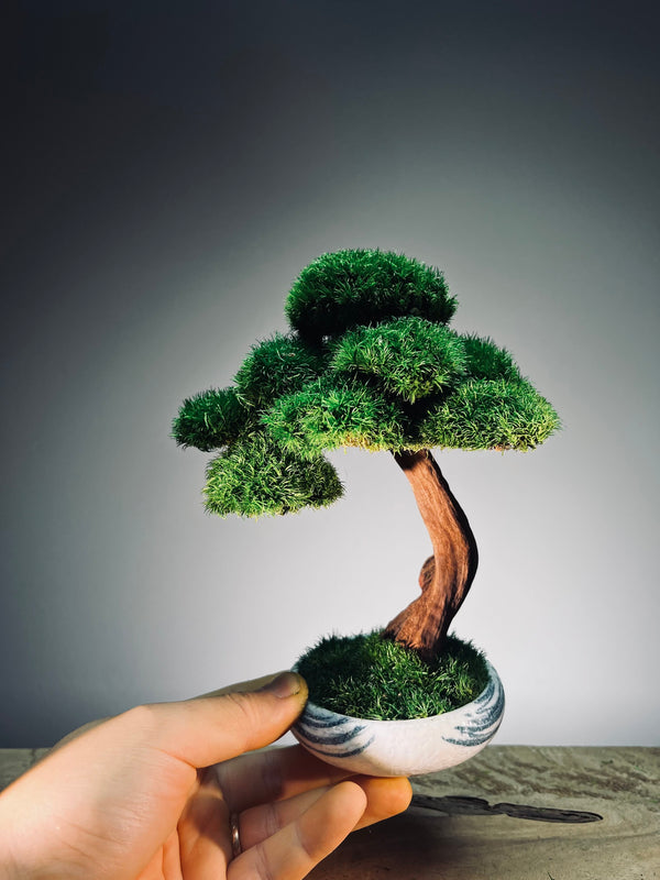 Greenwood - Freshman (Preserved Plants)