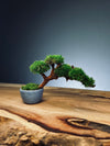 A Small Tree in the East - Classics (Preserved Plants)
