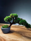 A Small Tree in the East - Classics (Preserved Plants)