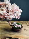 A Small Tree in the East - Sakura - Vermilion Clay edition (Preserved Plants)