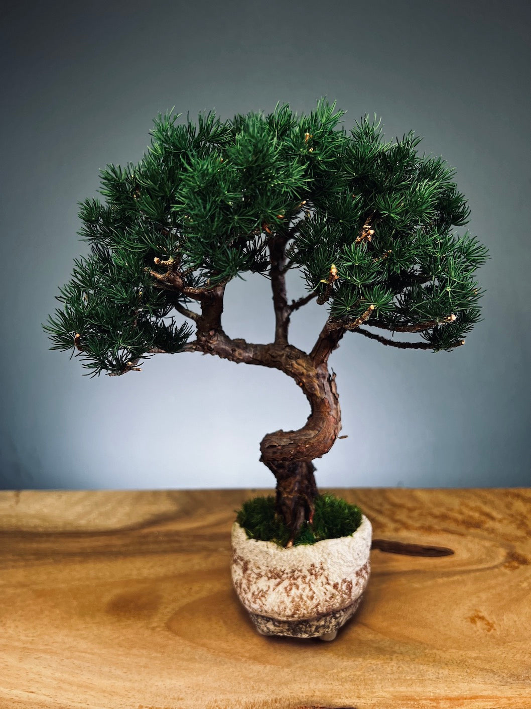 Juniper by the Winding Path (Preserved Plants)
