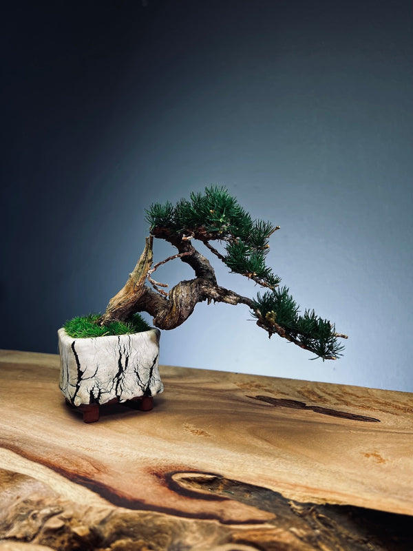 Juniper by the Winding Path - Silver Moon (Preserved Plants)