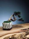 Juniper by the Winding Path - Silver Moon (Preserved Plants)