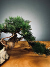 Juniper by the Winding Path - Silver Moon (Preserved Plants)