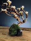 A Small Tree in the East - Winter Bloom (Preserved Plants)