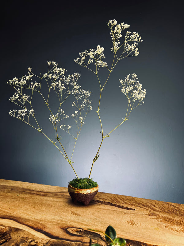 Kindling - Baby's Breath (Preserved Plants)