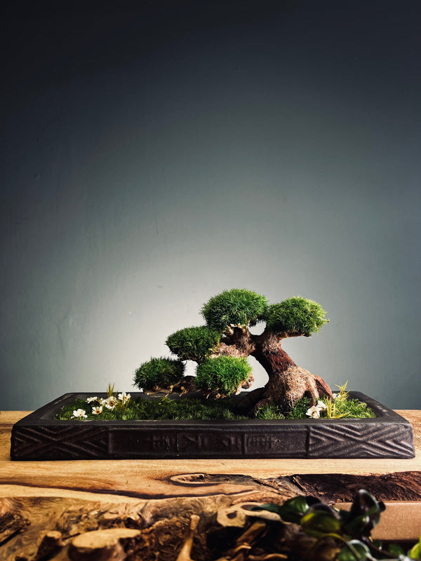 Slow Wood - Young (Preserved Plants)