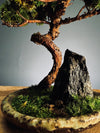 Juniper by the Winding Path - Blackstone edition (Preserved Plants)