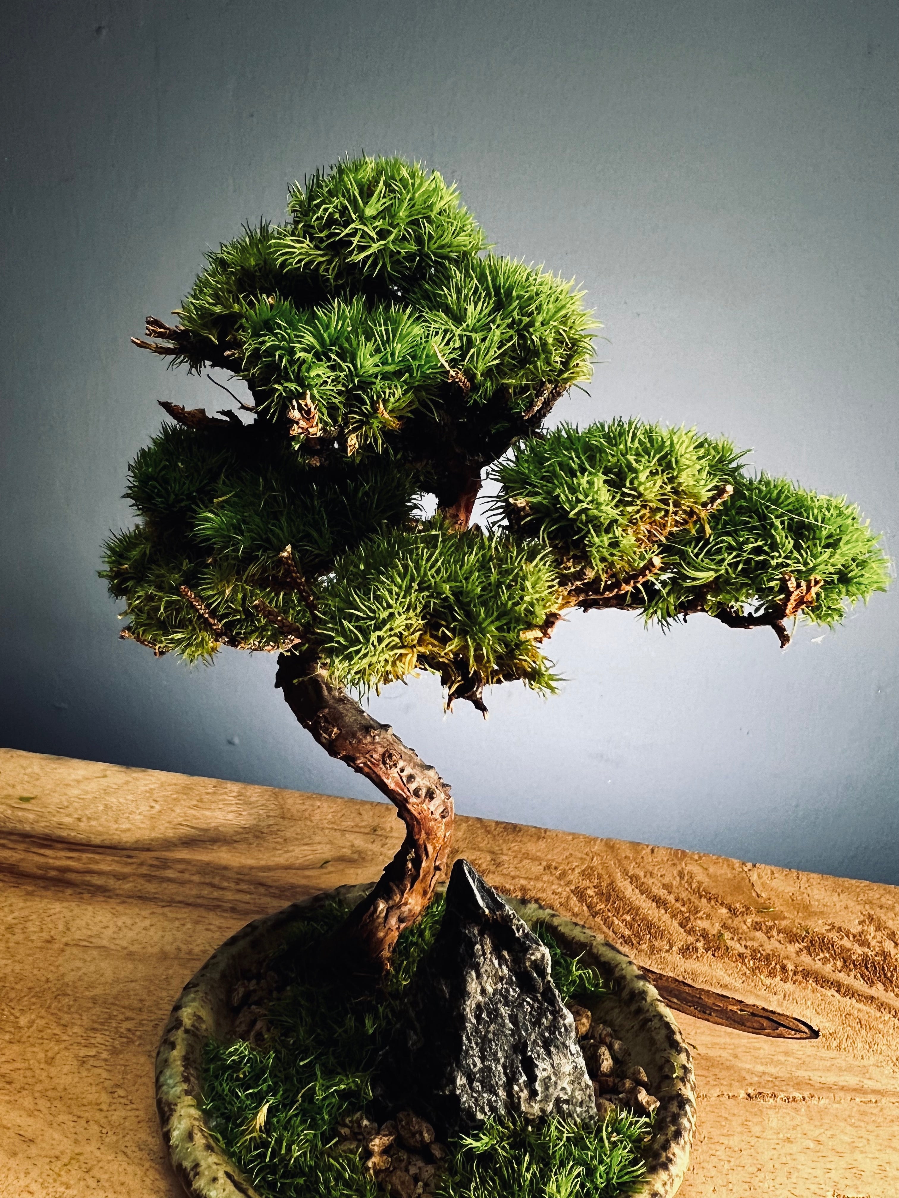 Juniper by the Winding Path - Blackstone edition (Preserved Plants)