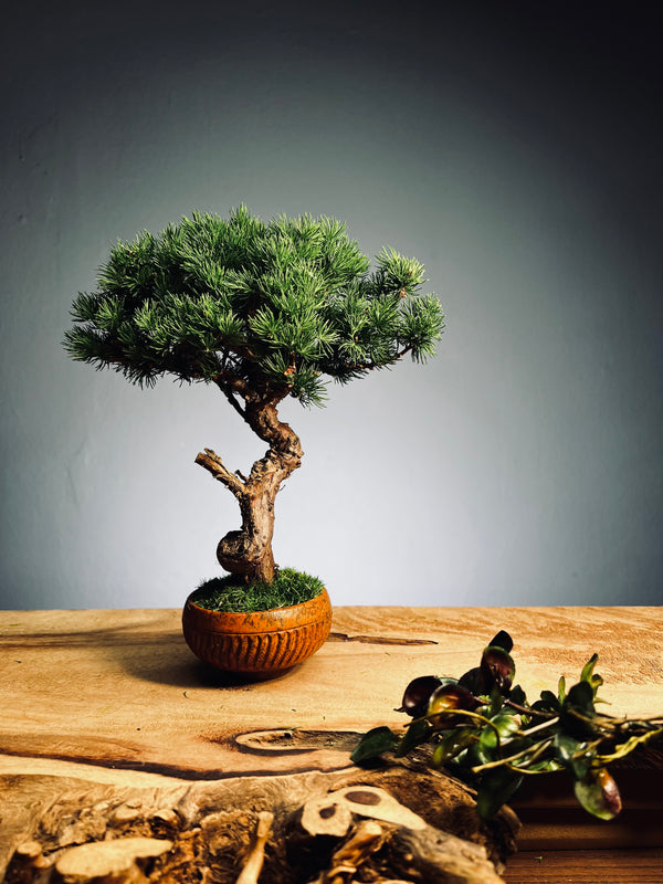 Juniper by the Winding Path - Pine Needle (Preserved Plants)