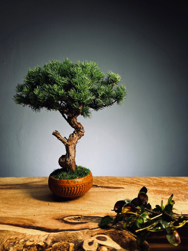 Juniper by the Winding Path - Pine Needle (Preserved Plants)