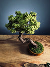 Juniper by the Winding Path - Teen (Preserved Plants)