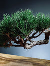 Juniper by the Winding Path - Pine Needle (Preserved Plants)