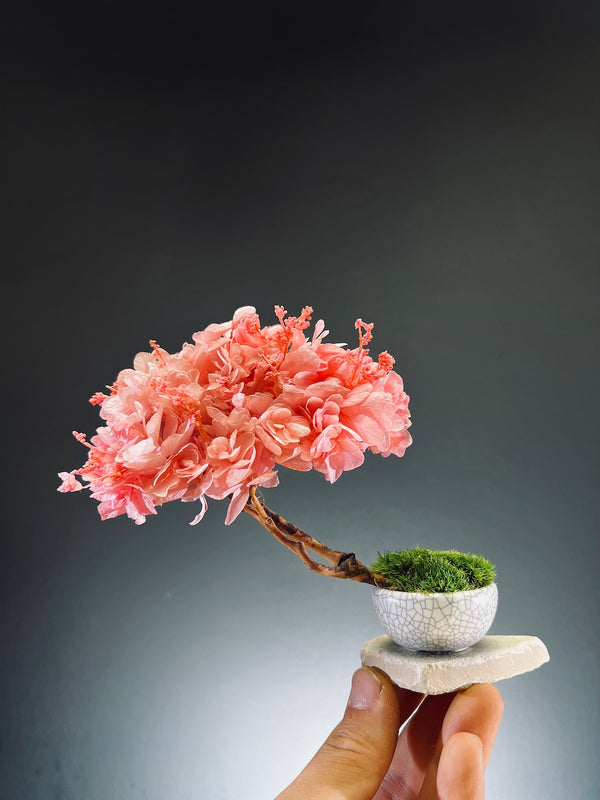A Small Tree in the East - Sakura  (Preserved Plants)