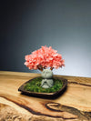A Small Tree in the East - Sakura  - Journeyman (Preserved Plants)