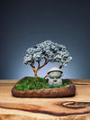 A Small Tree in the East - Teen - Journeyman (Preserved Plants)