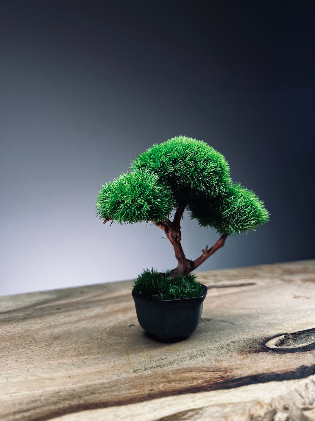 A Small Tree in the East - Classic edition (Preserved Plants)