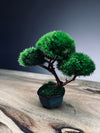 A Small Tree in the East - Classic edition (Preserved Plants)