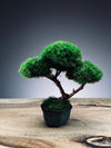 A Small Tree in the East - Classic edition (Preserved Plants)