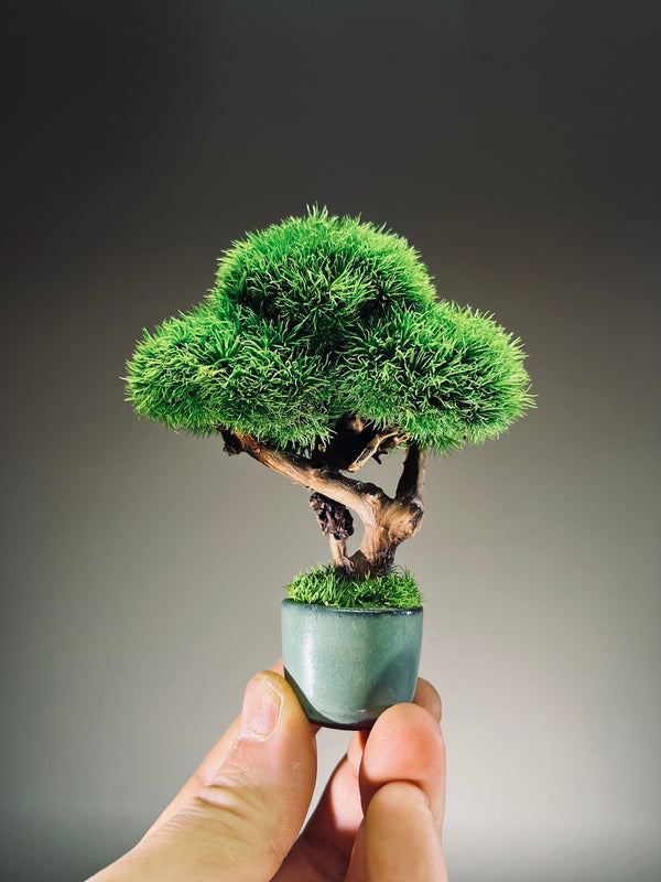 A Small Tree in the East - Classic edition (Preserved Plants)