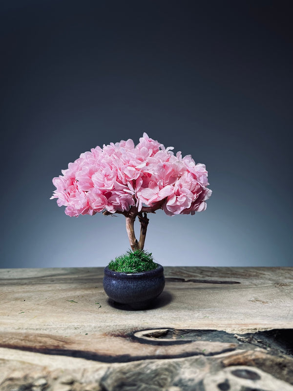 A Small Tree in the East - Sakura (Preserved Plants)