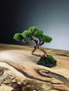 A Small Tree in the East - Classic edition (Preserved Plants)