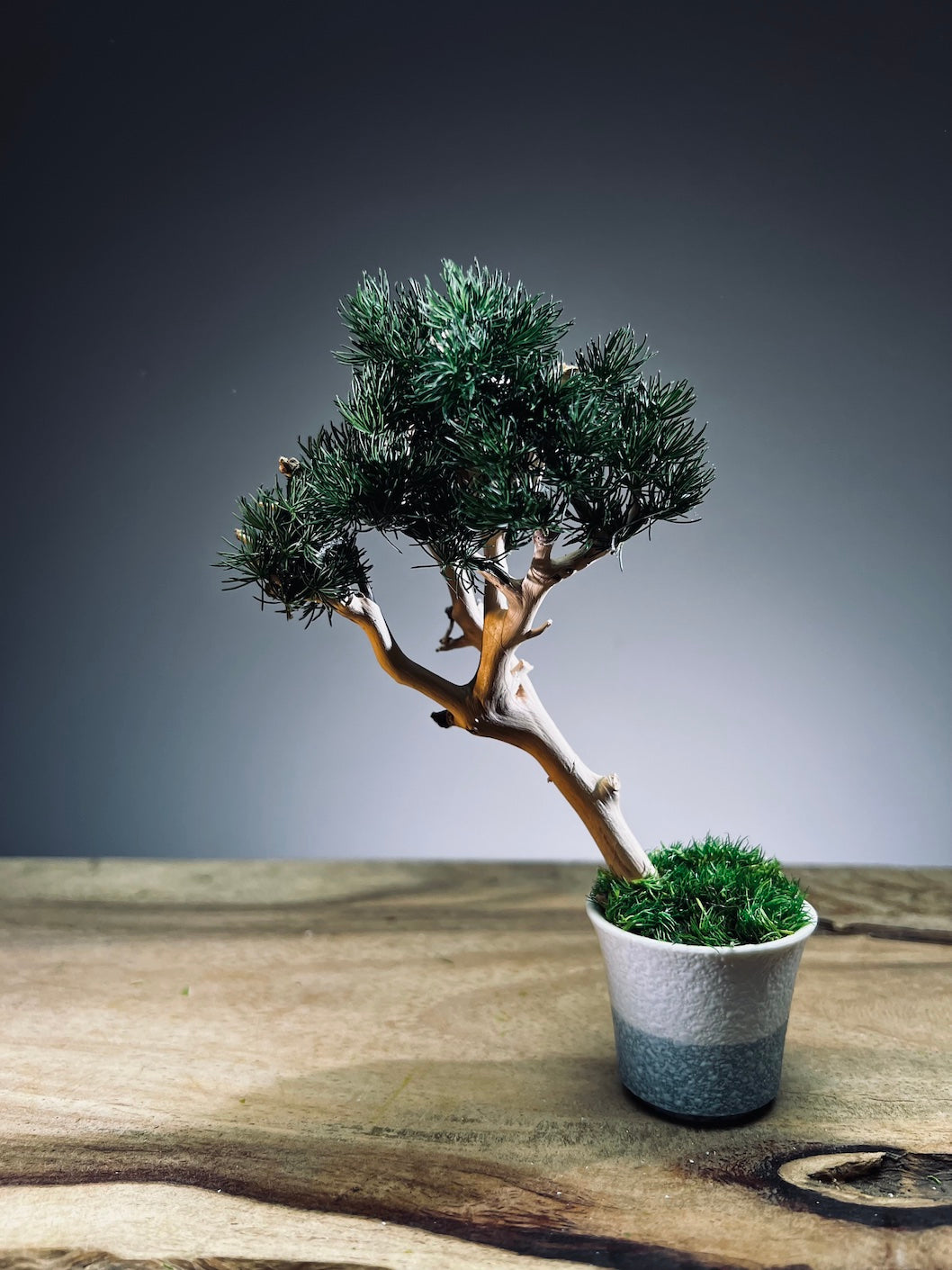 A Small Tree in the East - Pine (Preserved Plants)