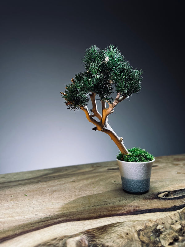 A Small Tree in the East - Pine (Preserved Plants)