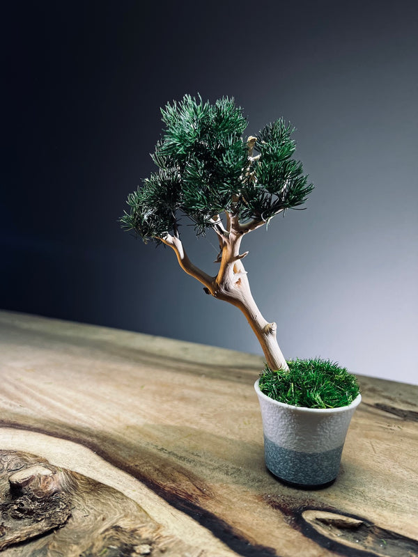 A Small Tree in the East - Pine (Preserved Plants)