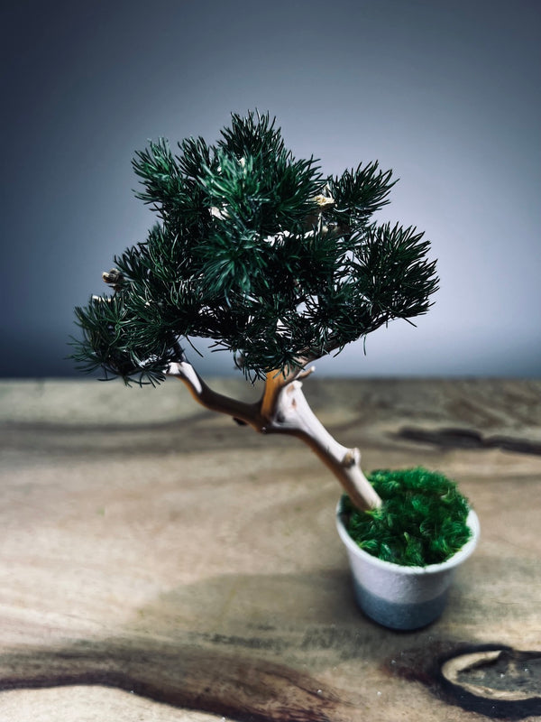 A Small Tree in the East - Pine (Preserved Plants)